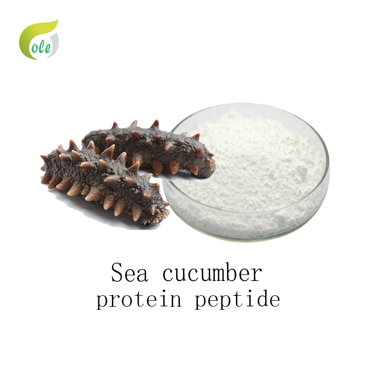 Sea cucumber protein peptide