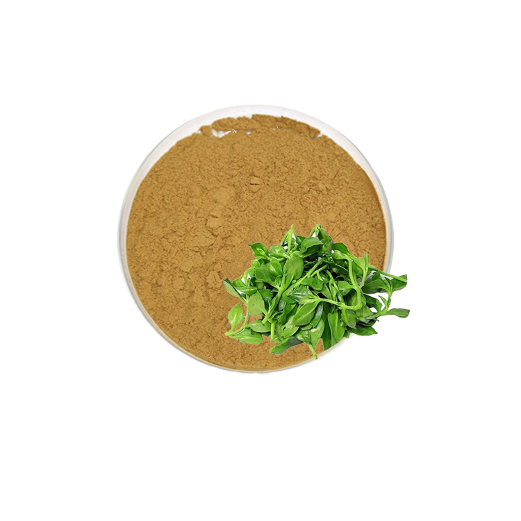 Hot selling Andrographis paniculata extract